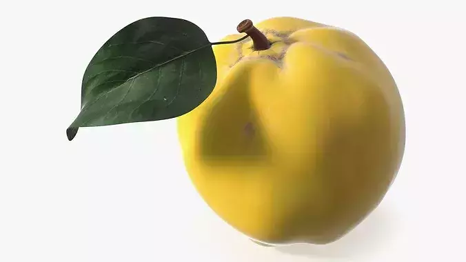 Quince 3D model 6