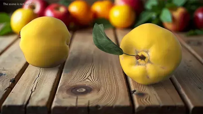 Quince 3D model 2