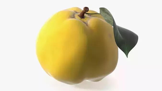 Quince 3D model 7
