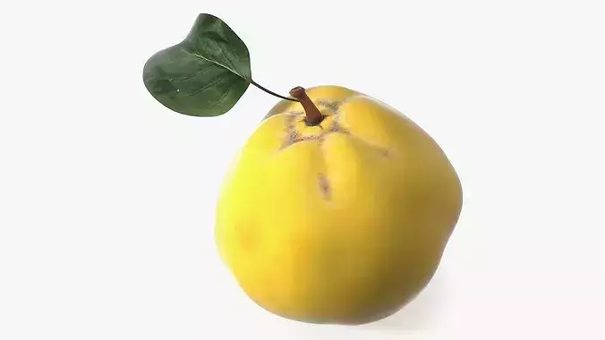 Quince 3D model
