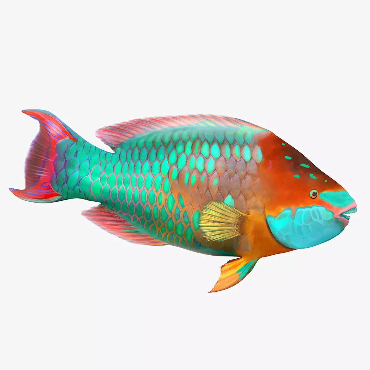 Tropical Parrotfish Rigged 3D model