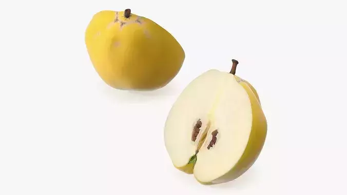 Half Quince 3D model 6