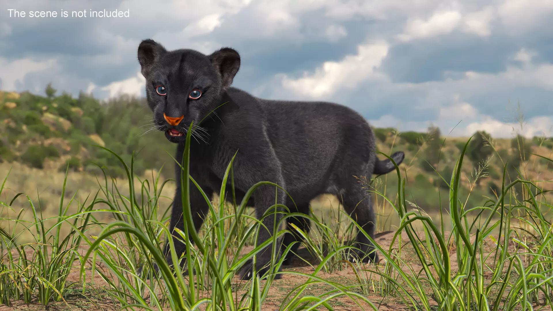 Baby Black Panther Cub Fur 3D model
