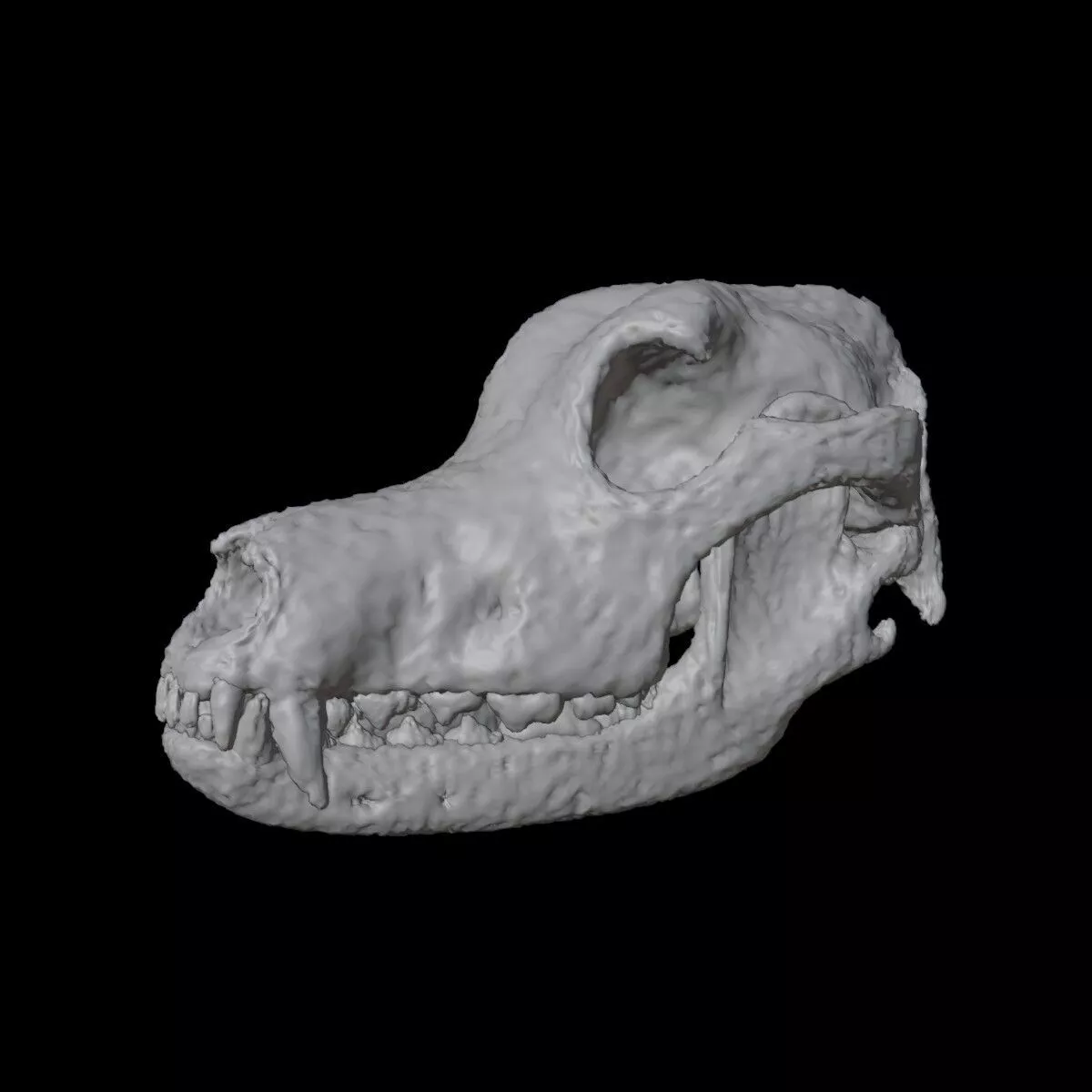 Highly Detailed Dog Skull Separated Parts 3D Printable Model 3D print model