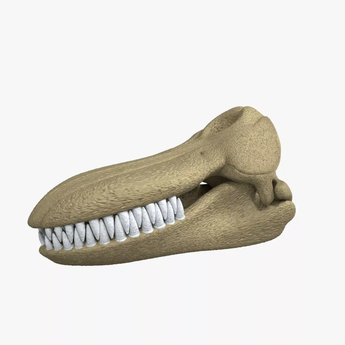 Detailed Killer Whale Skull Separated Parts 3D Printable 3D print model