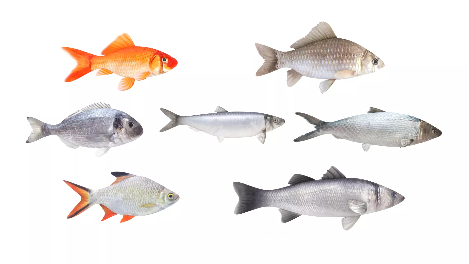 Fish Collection 3D model