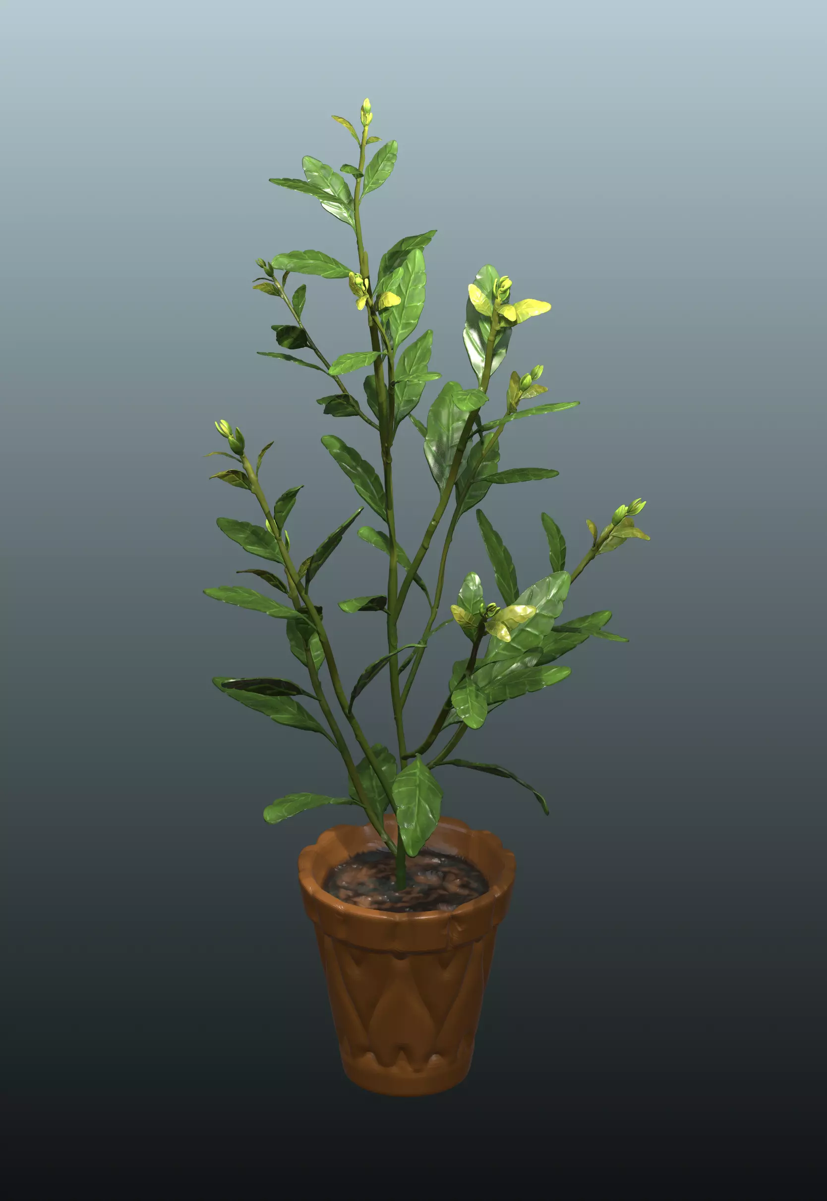 Plant pot bushes small tree Low-poly 3D model