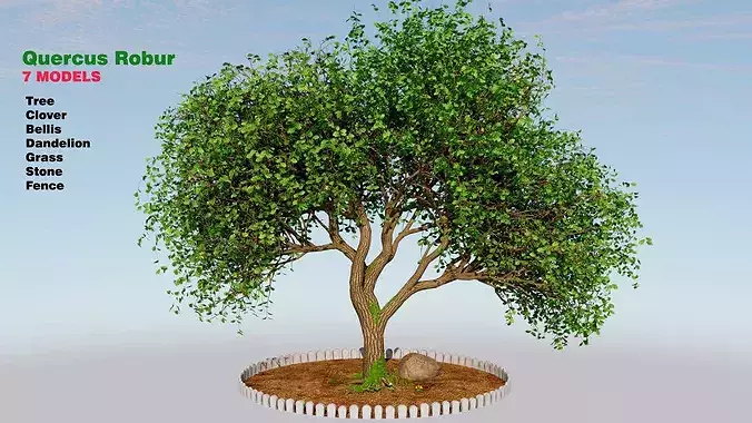 Quercus robur