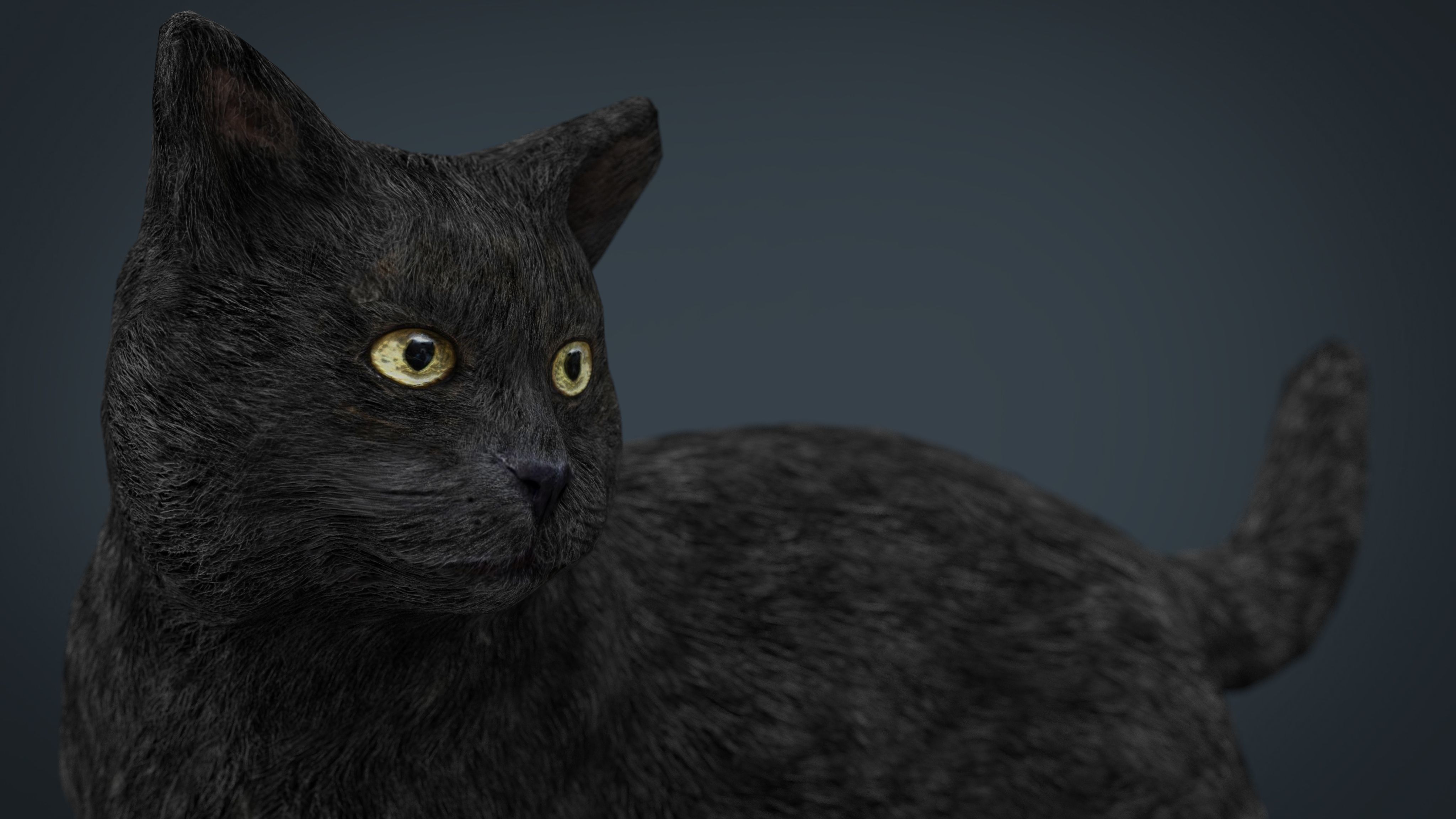 Black Cat Low-poly 3D model_9