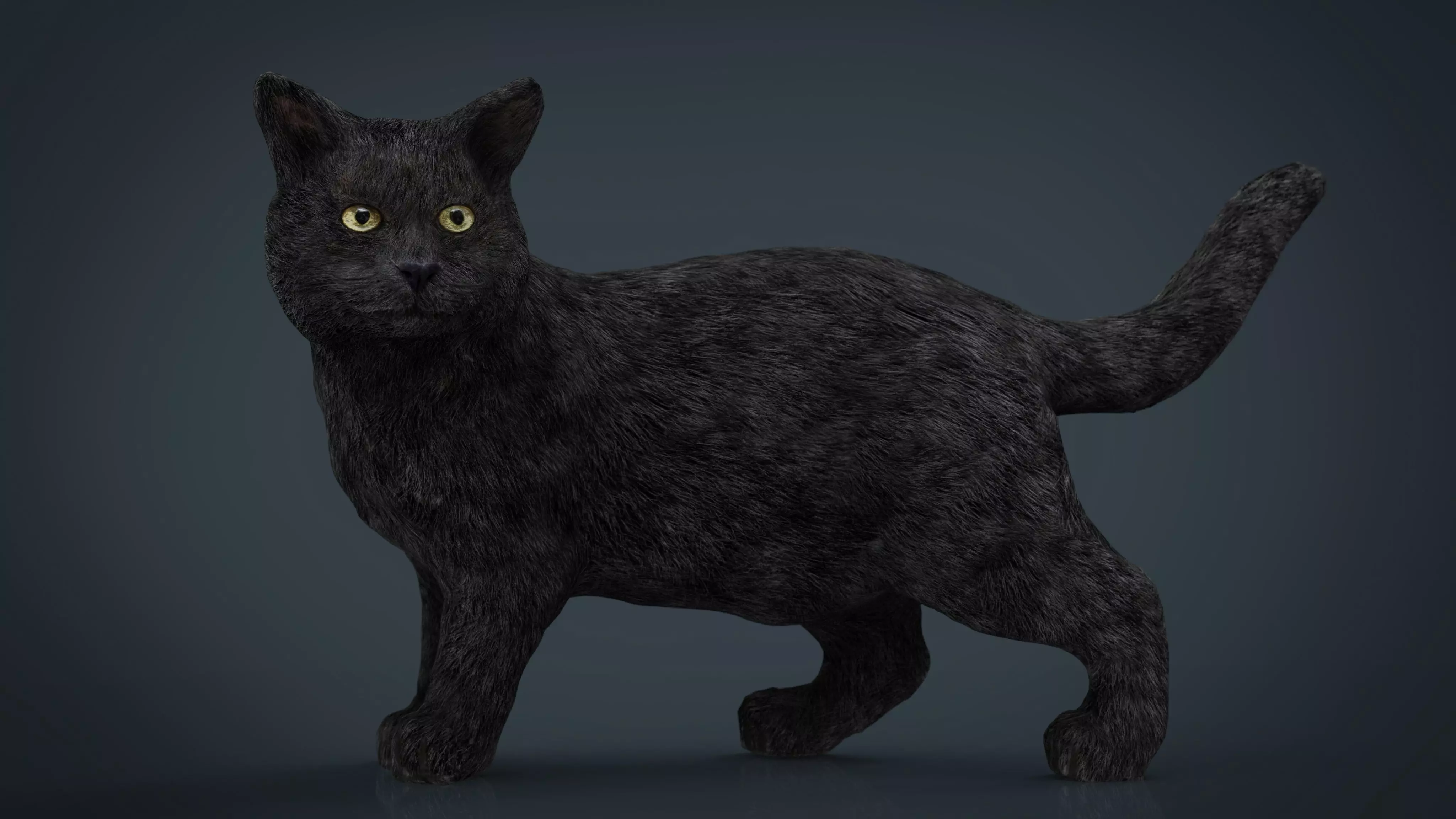 Black Cat Low-poly 3D model_0