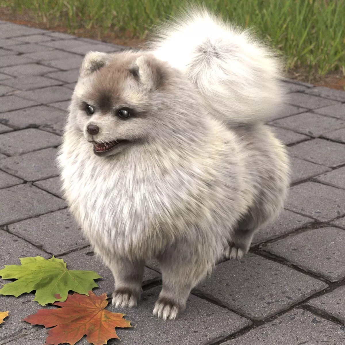 Pomeranian Dwarf Spitz Dog Cream Sable Fur for Maya 3D model