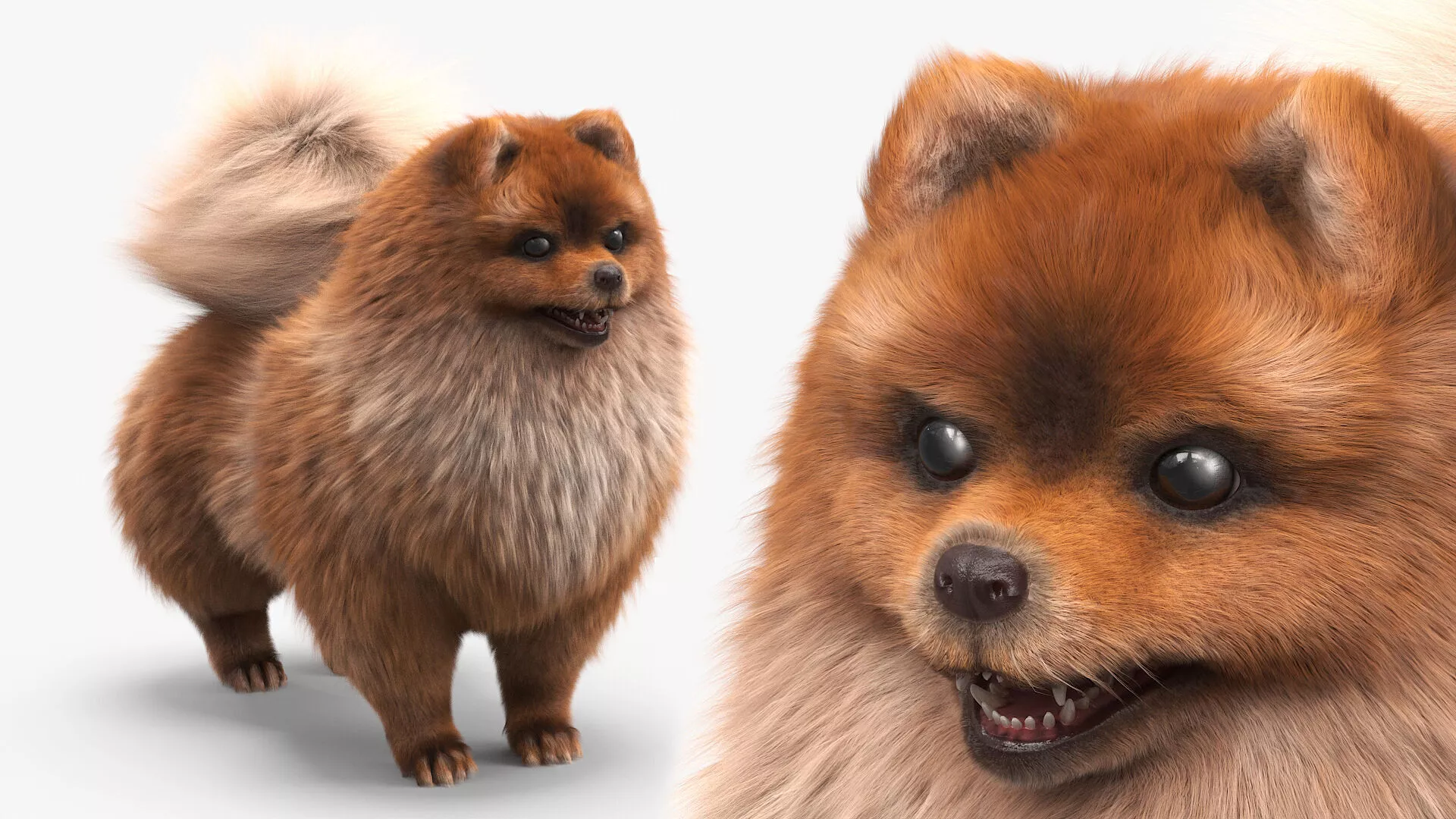 Pomeranian Spitz Dog Orange Fur for Maya 3D model