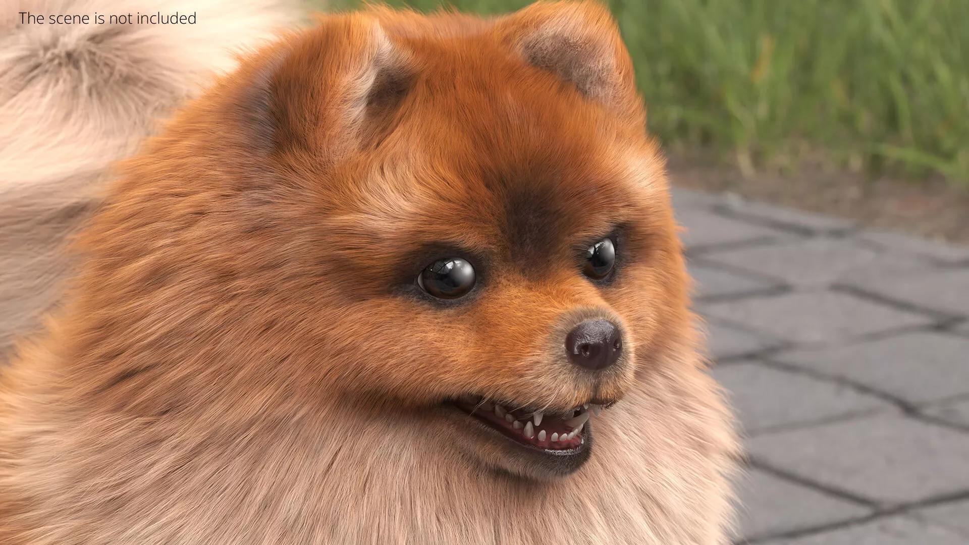 Pomeranian Spitz Dog Orange Fur for Cinema 4D 3D model