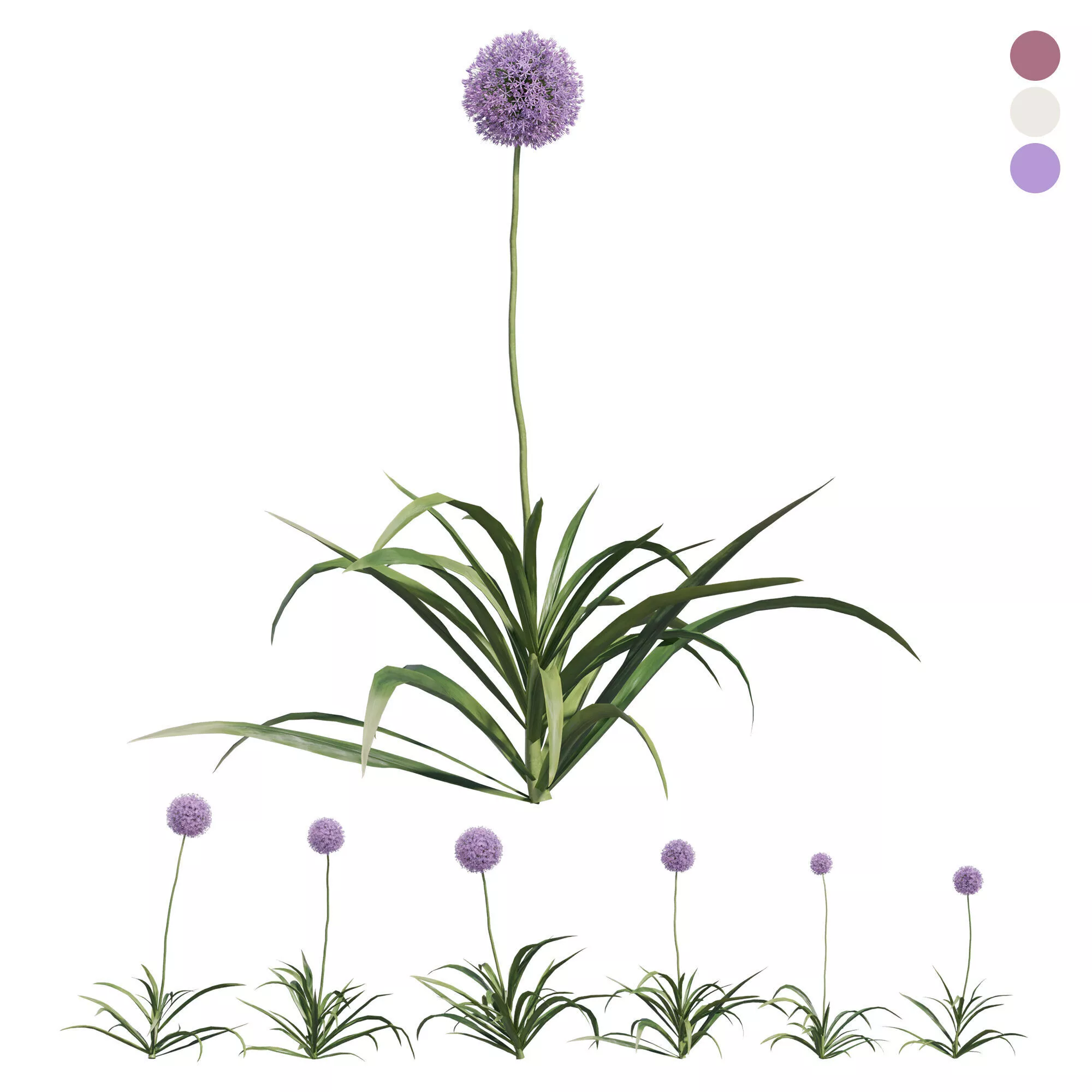 outdoor plant 012 Allium 3D model