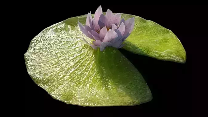 Lily Pad with Flower 3D model
