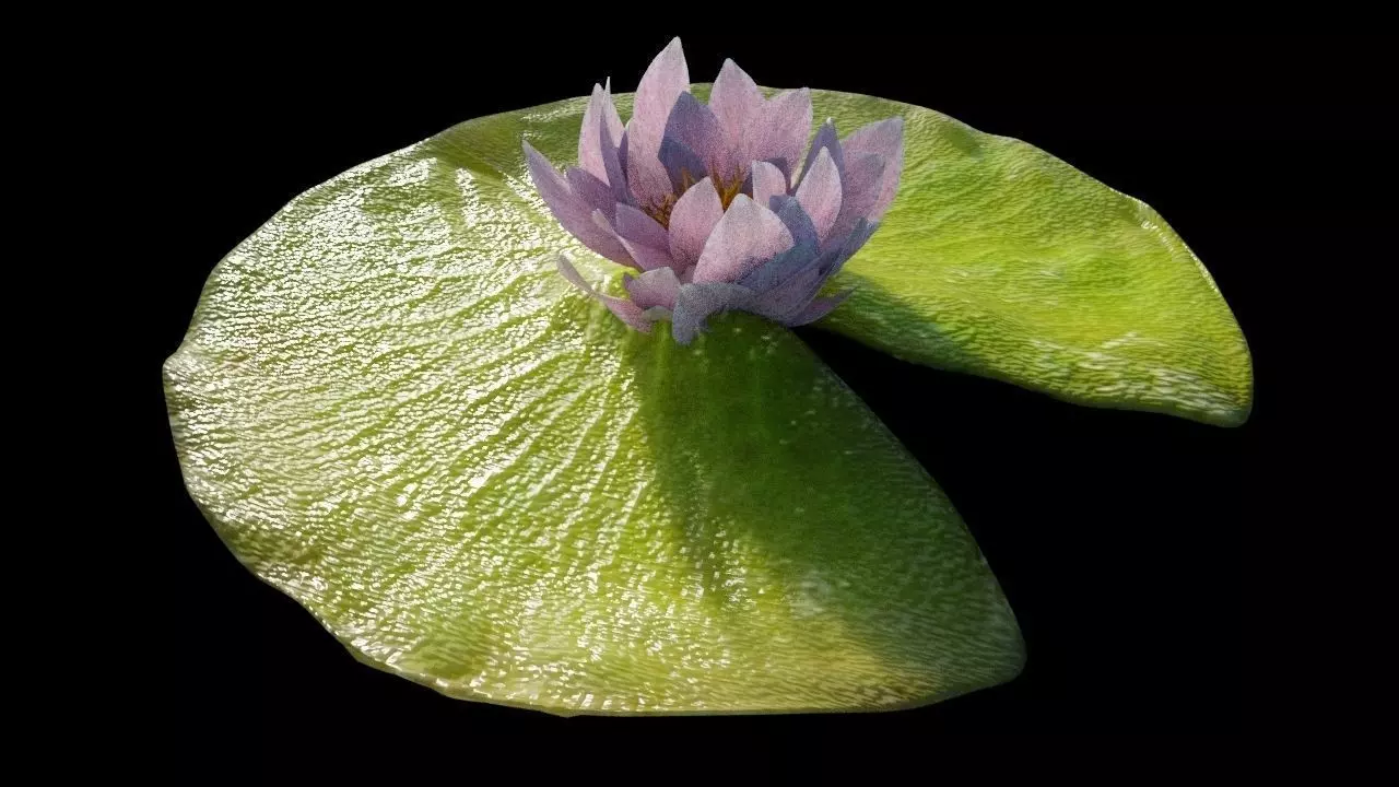 Lily Pad with Flower 3D model_0