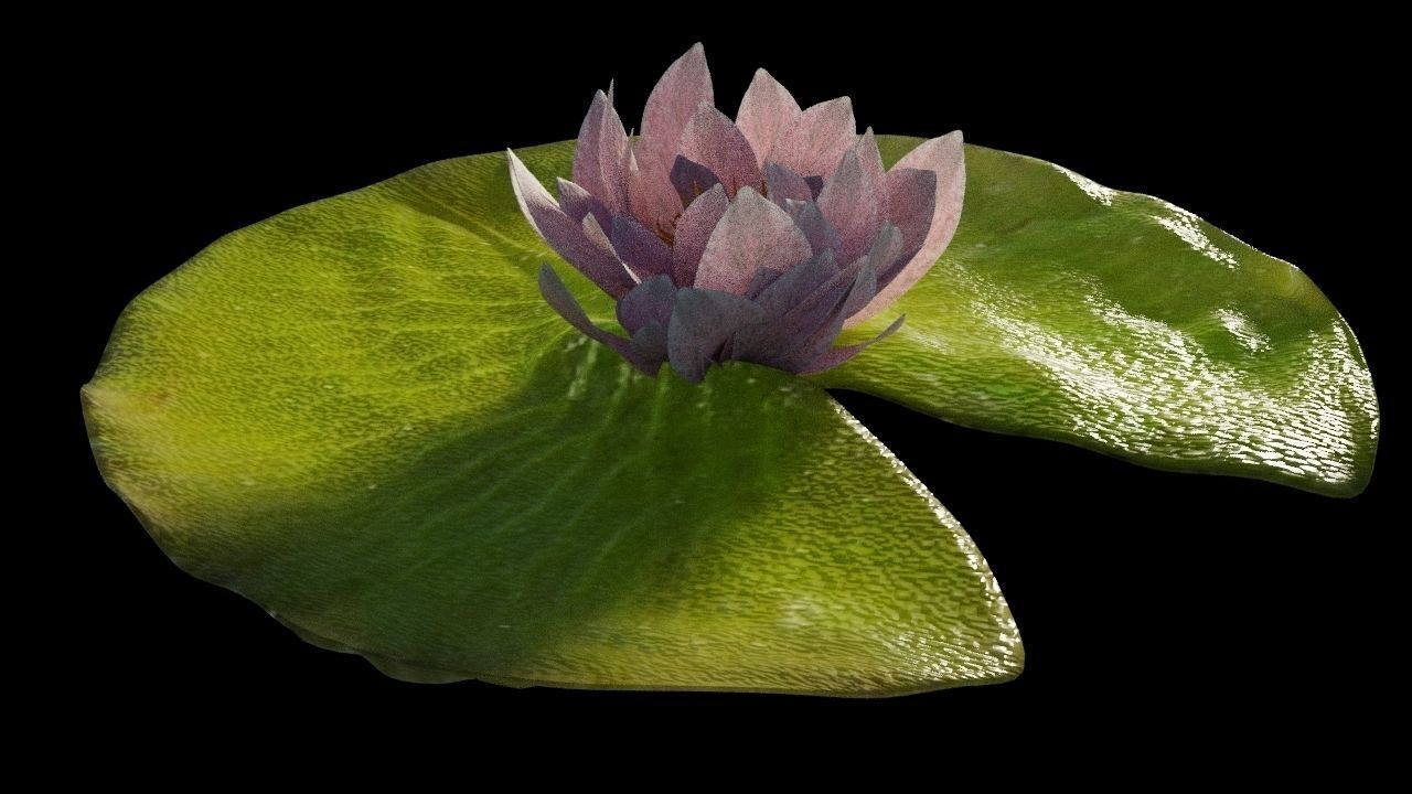 Lily Pad with Flower 3D model_2