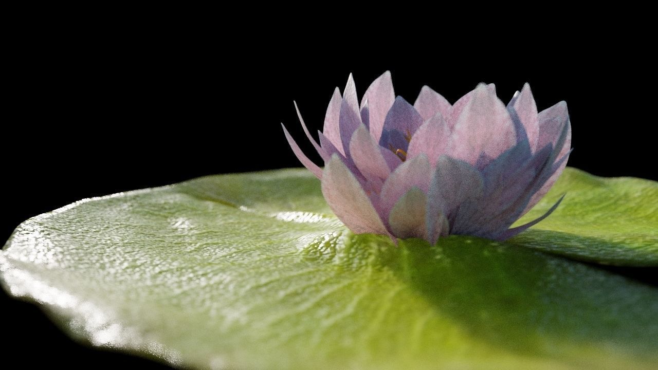 Lily Pad with Flower 3D model_1