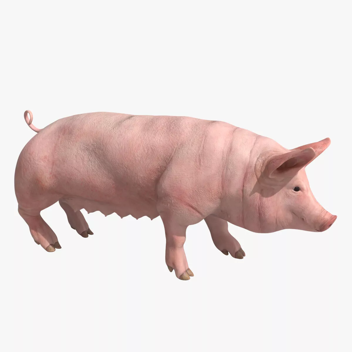 Pig Sow Landrace Rigged for Blender 3D model