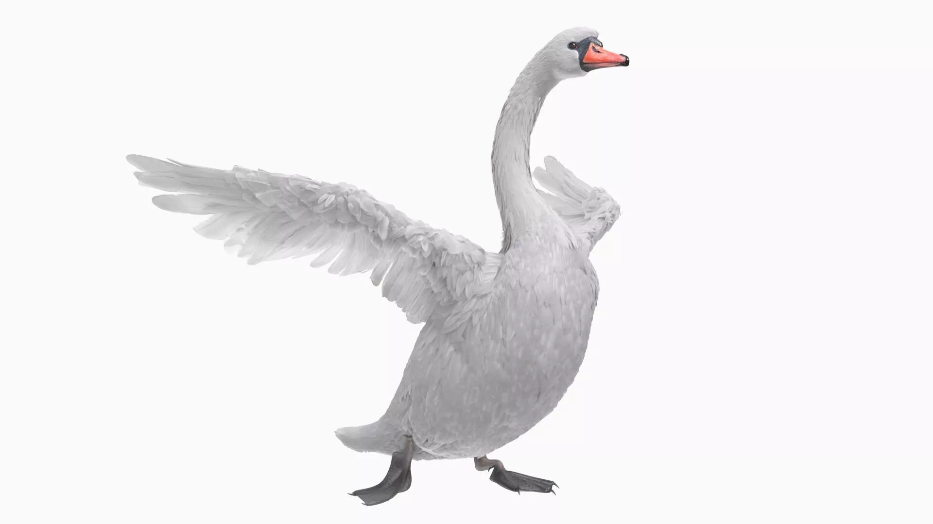 White Swan Swimming Animated Rigged for Blender 3D model