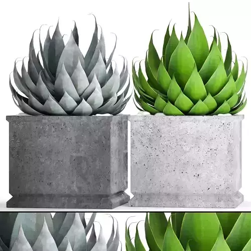 Agave collection 2 two plants in pots 3D model