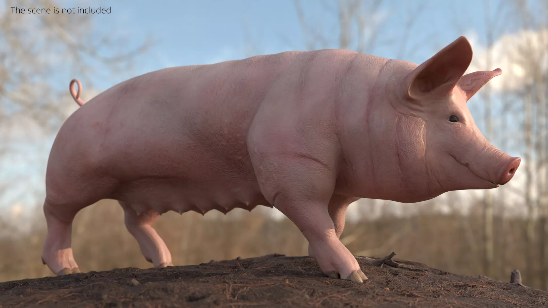 Pig Sow Landrace Animated Rigged for Blender 3D model