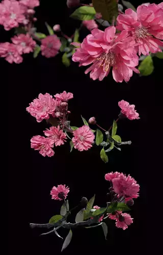 Japanese Cherry Blossom v2 - Branch for Particle Generation Low-poly 3D model