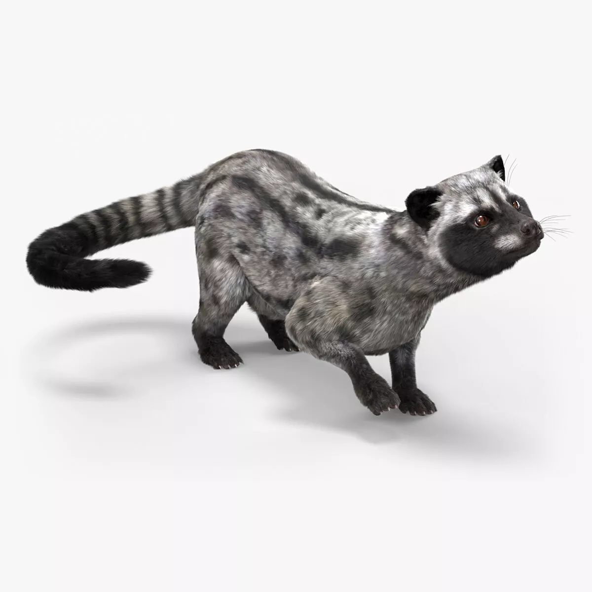 Asian Palm Civet for Kopi Luwak Gray Coat Fur Rigged 3D model