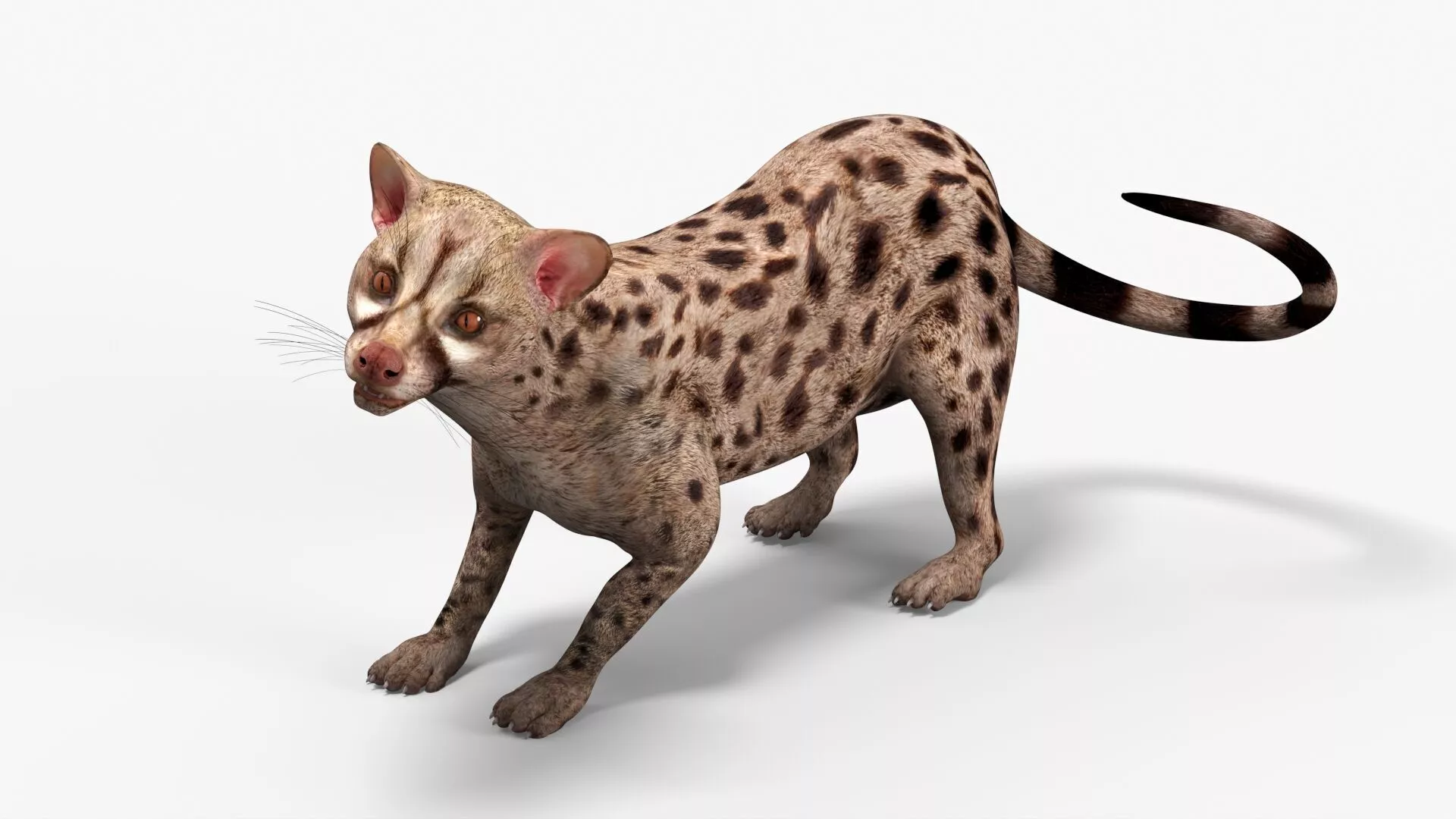 Asian Palm Civet Musang Spotted Coat Brown Rigged 3D model