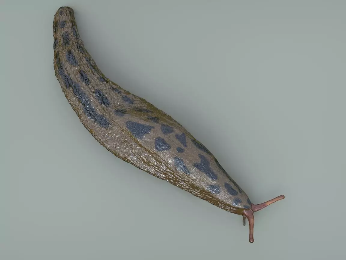 Great Slug 3D model