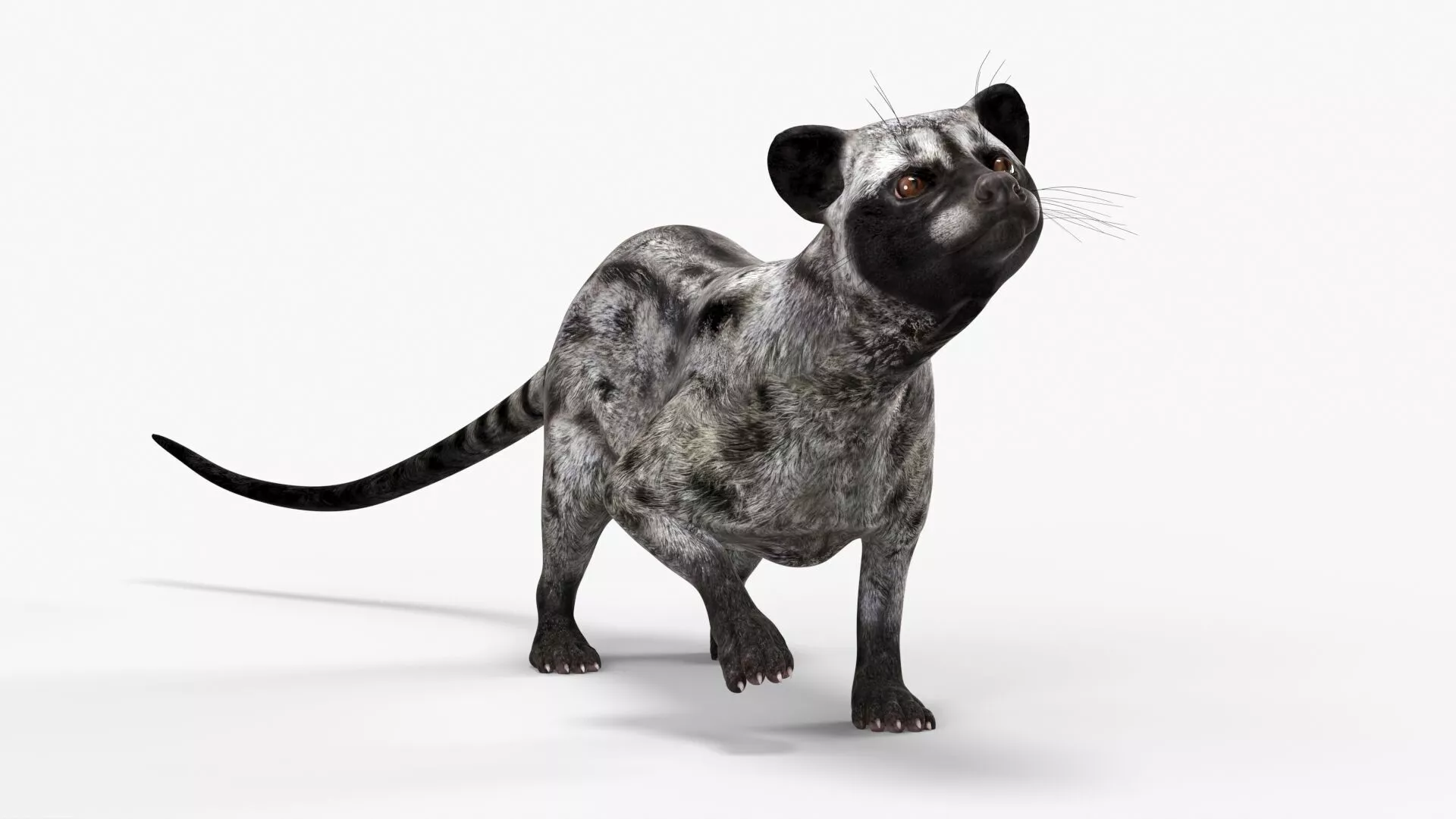 Asian Palm Civet for Kopi Luwak Gray Coat Rigged 3D model