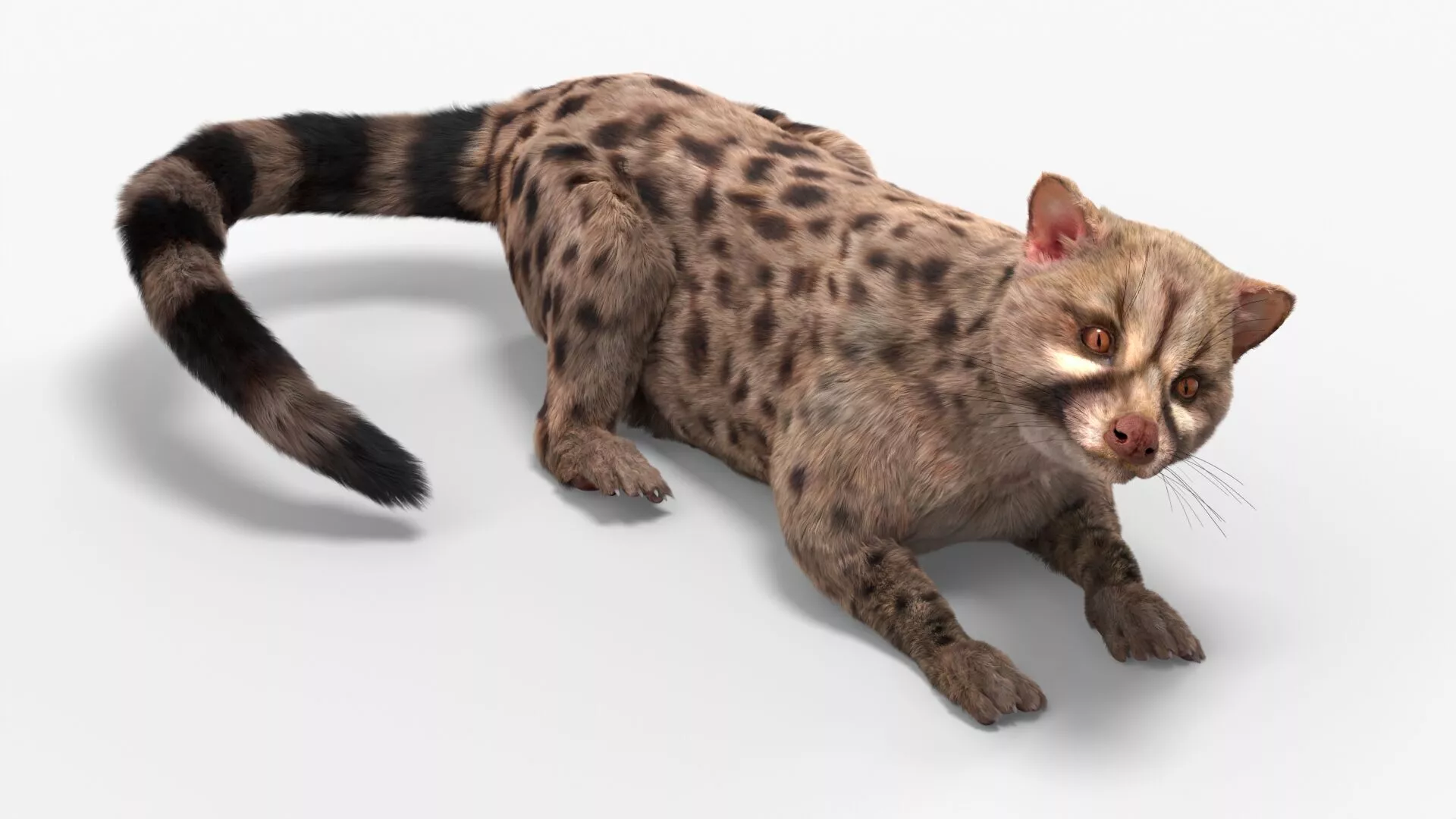 Asian Palm Civet Musang Spotted Coat Brown Fur Rigged 3D model