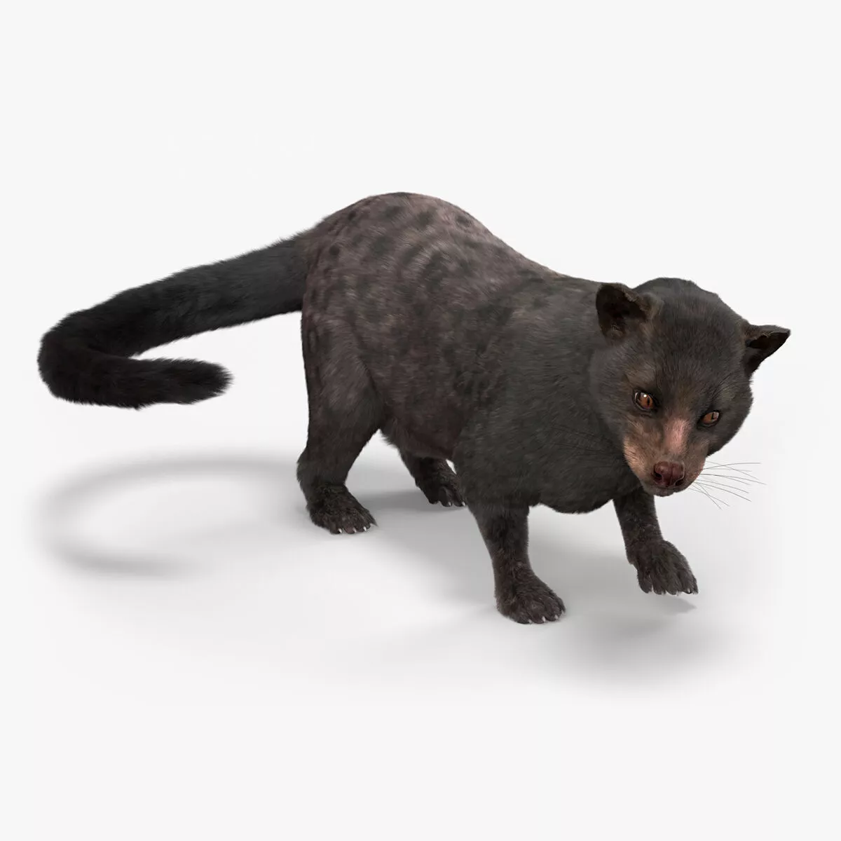 Asian Palm Civet Musang Dark Coat Fur Rigged 3D model