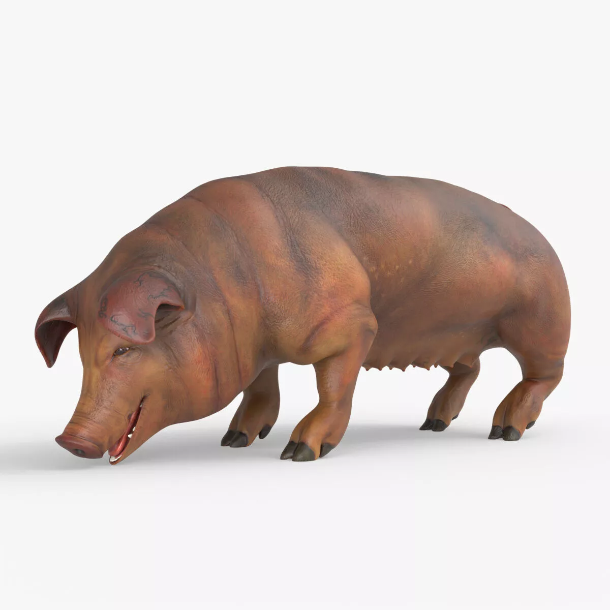 Duroc Swine Livestock Rigged for Blender 3D model