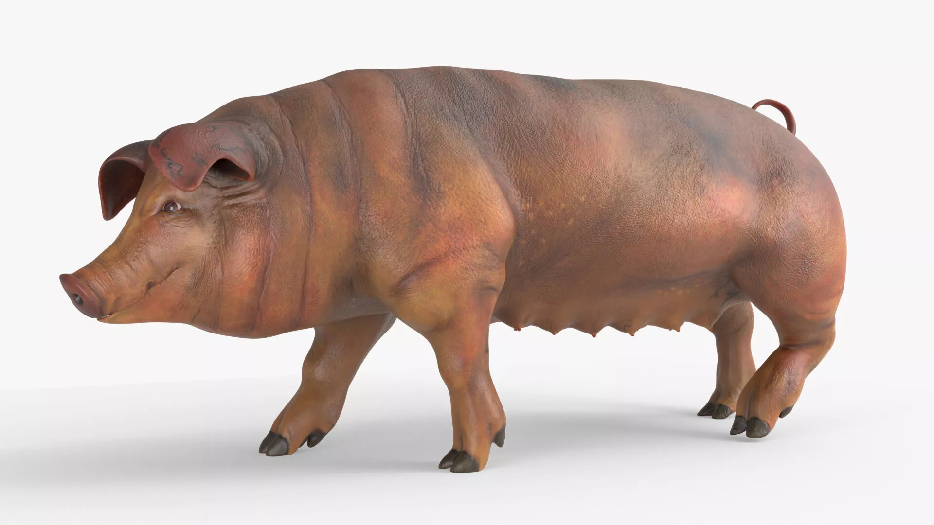 Duroc Swine Livestock Animated Rigged for Blender 3D model