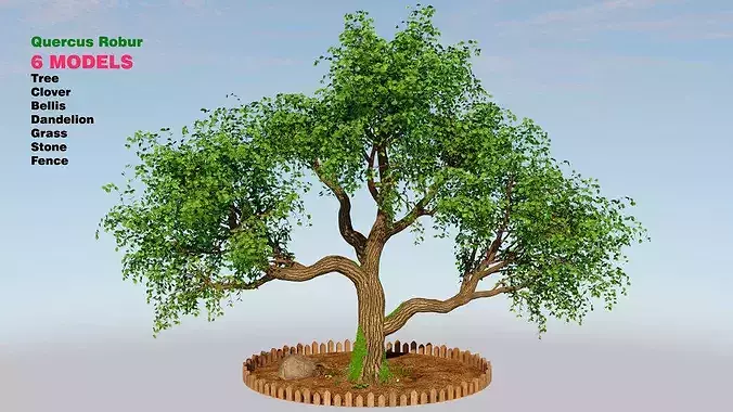 Quercus robur