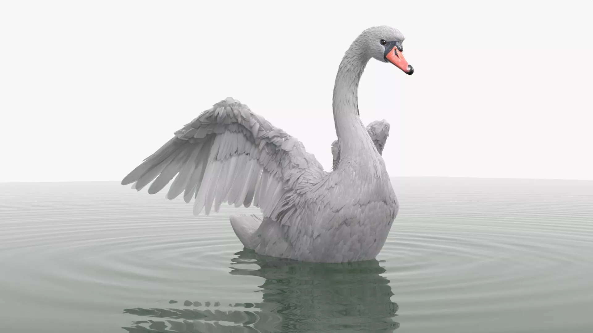 White Swan Swimming on Water Animated Rigged for Blender 3D model