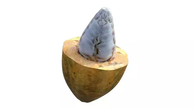 Cocoa Fruit Low-poly 3D model 5