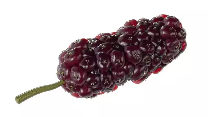 Mulberry Fruit Low-poly 3D model 4