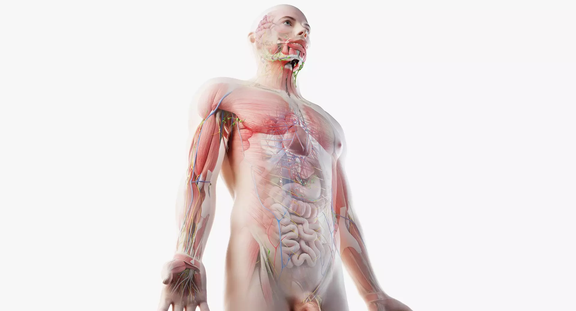 Ultimate Male Anatomy Complete Human Body Systems 3D model