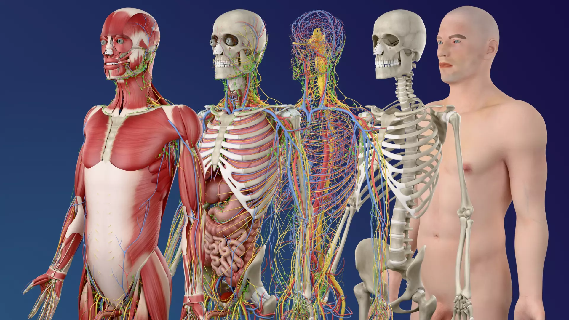 Male Anatomy Complete Human Body Systems 3D model