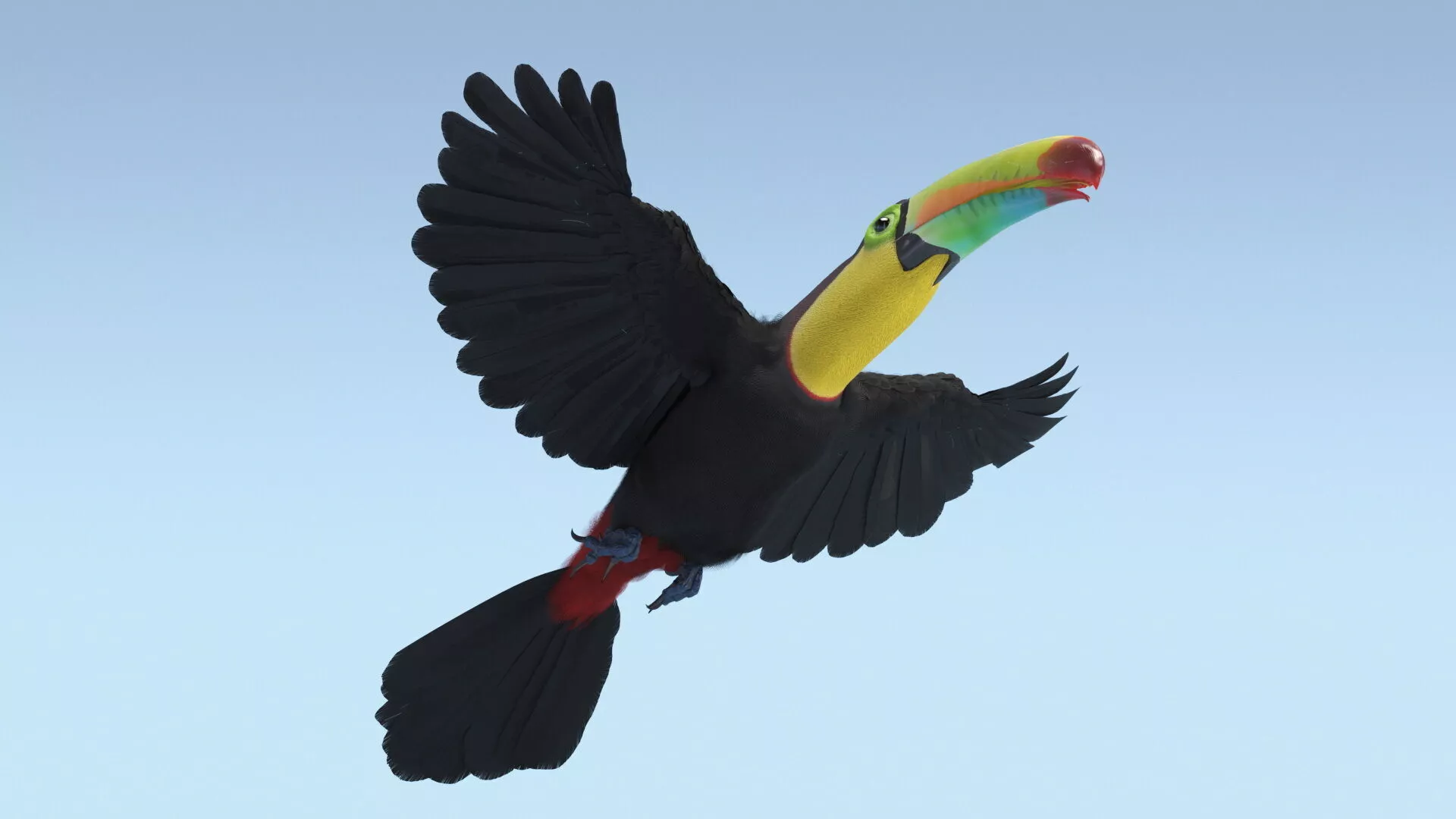 Keel Billed Toucan Rigged 3D model