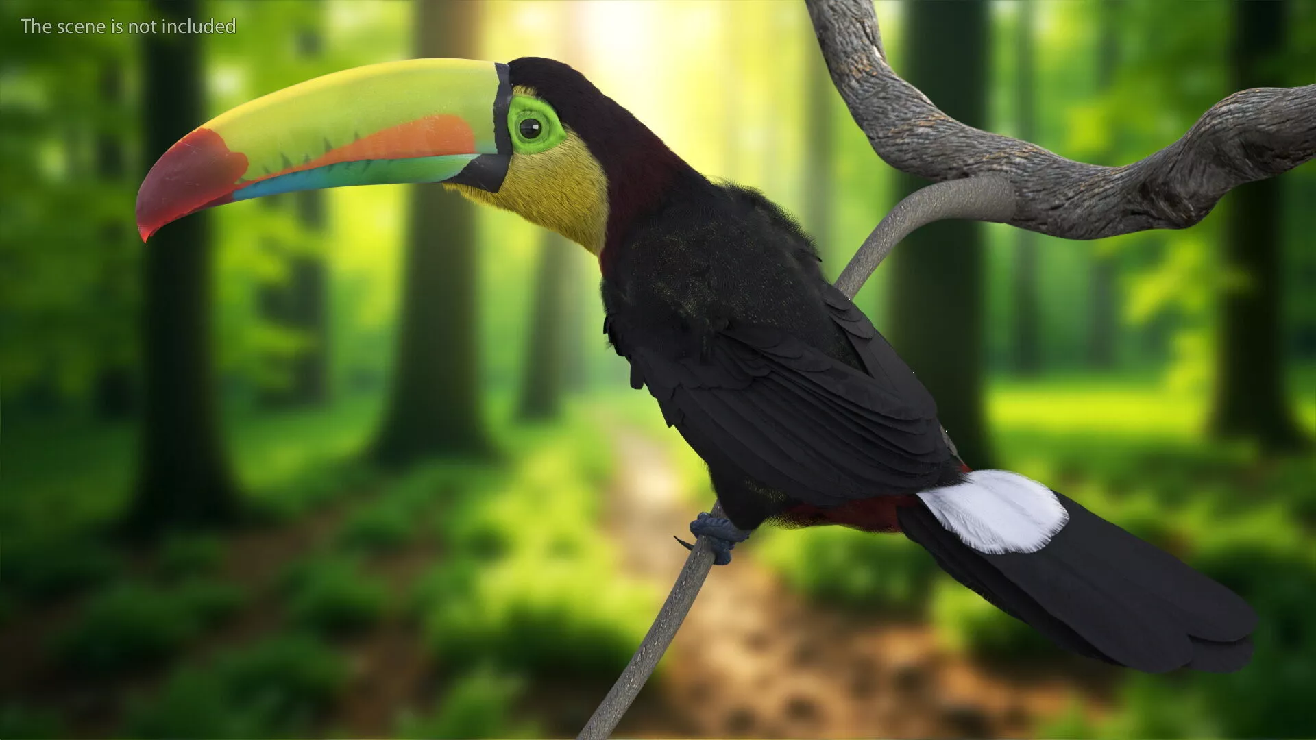 Keel Billed Toucan Fur Rigged 3D model
