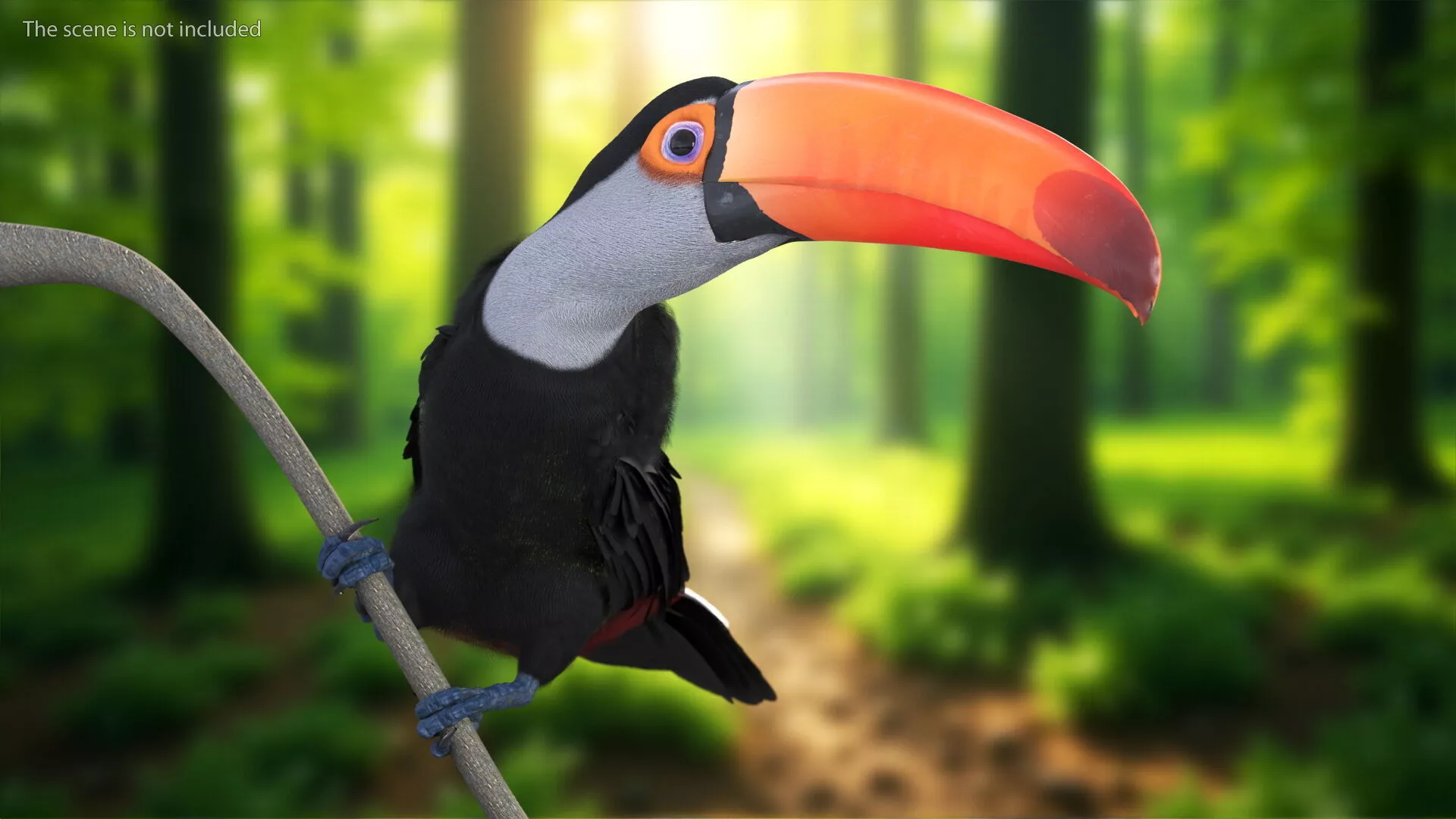 Toco Toucan Bird Rigged 3D model