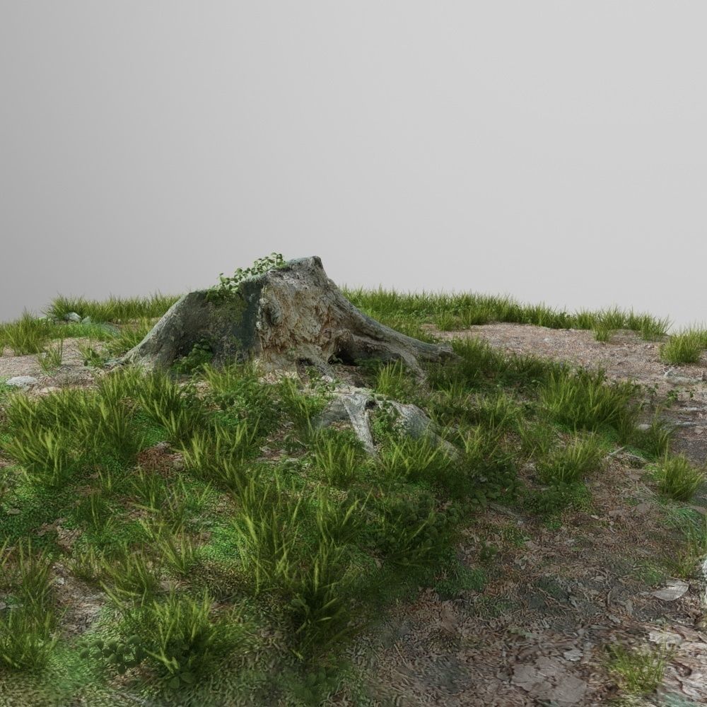 3d scanned tree stump and gras 3 3D model_1