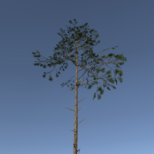 Scots Pine Trees Package Free low-poly 3D model