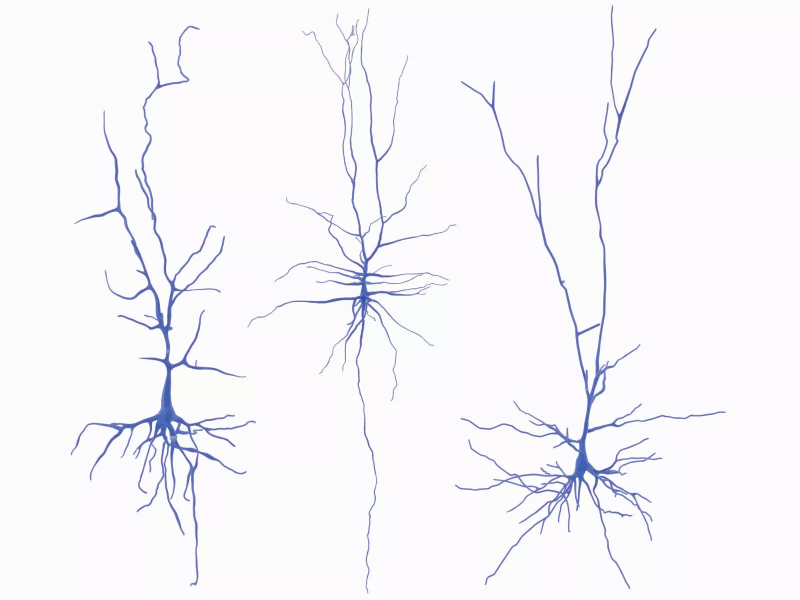Pyramidal Neurons Low-poly 3D model