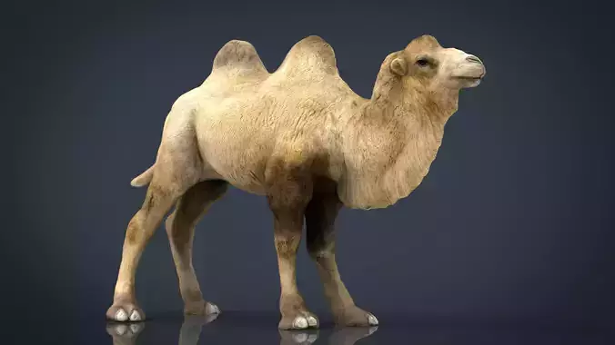 Bactrian camel Low-poly 3D model