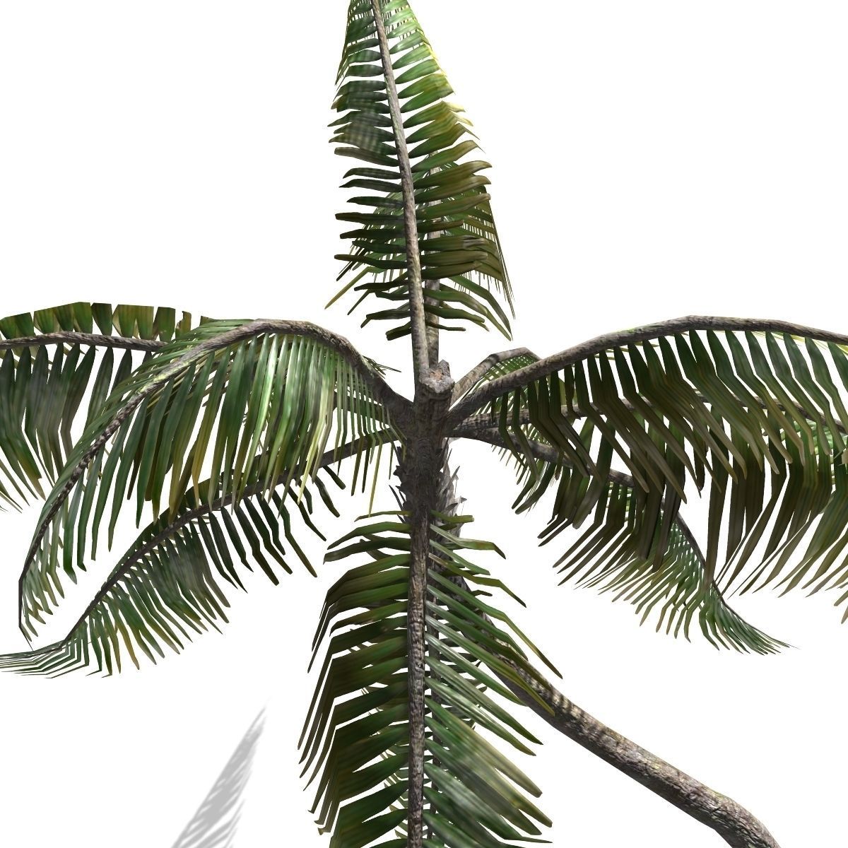 Palm -00007 Low-poly 3D model_3