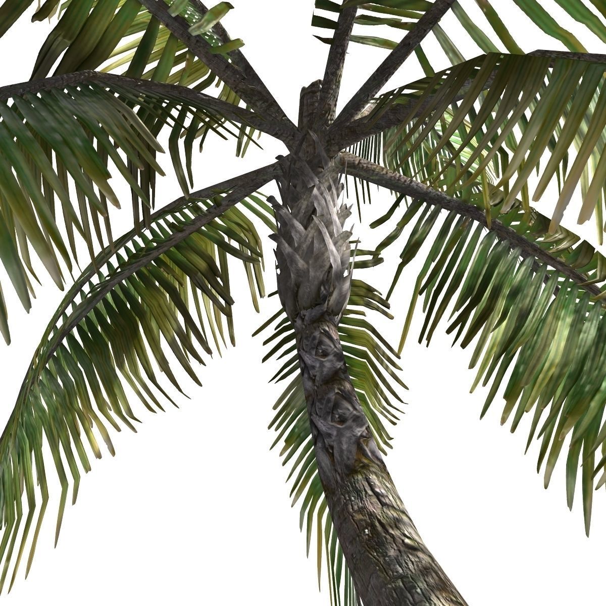 Palm -00007 Low-poly 3D model_2